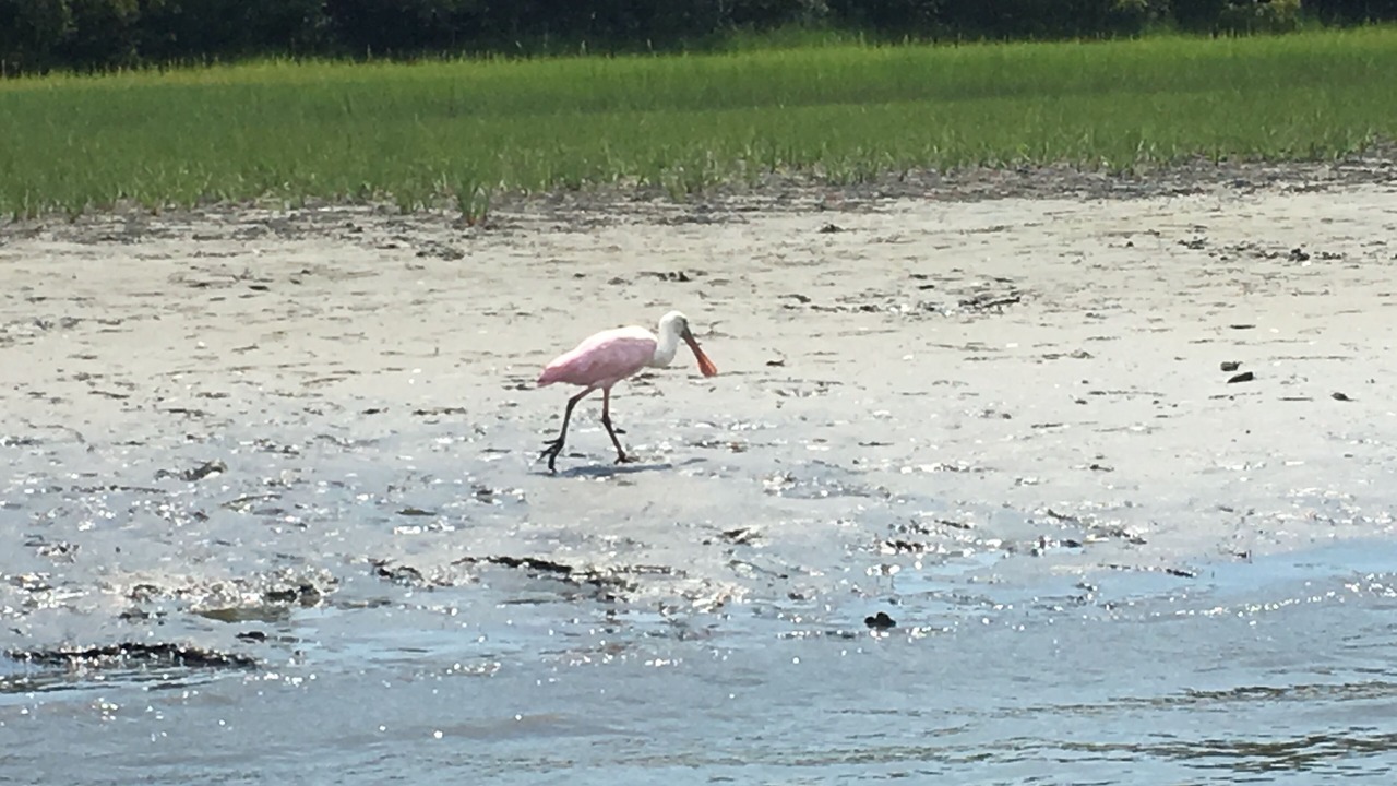 Photo of Others in Morehead City