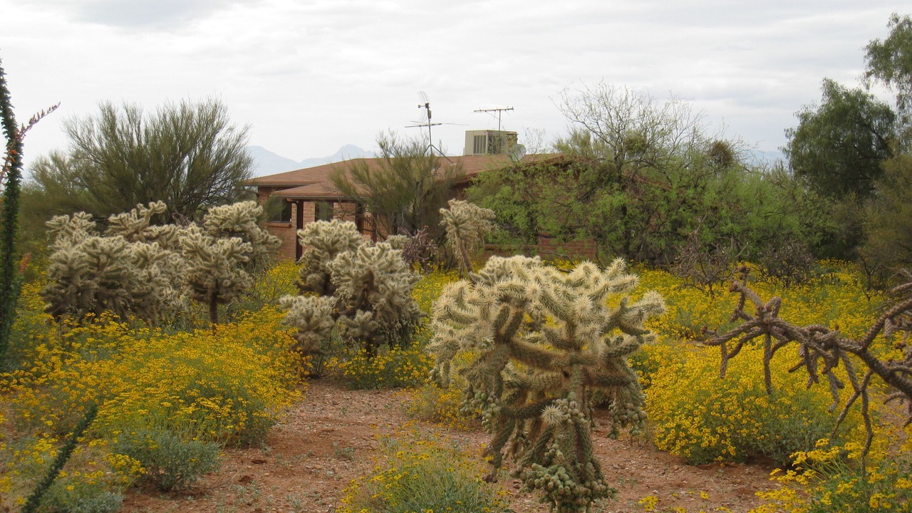 Photo of Others in Tucson