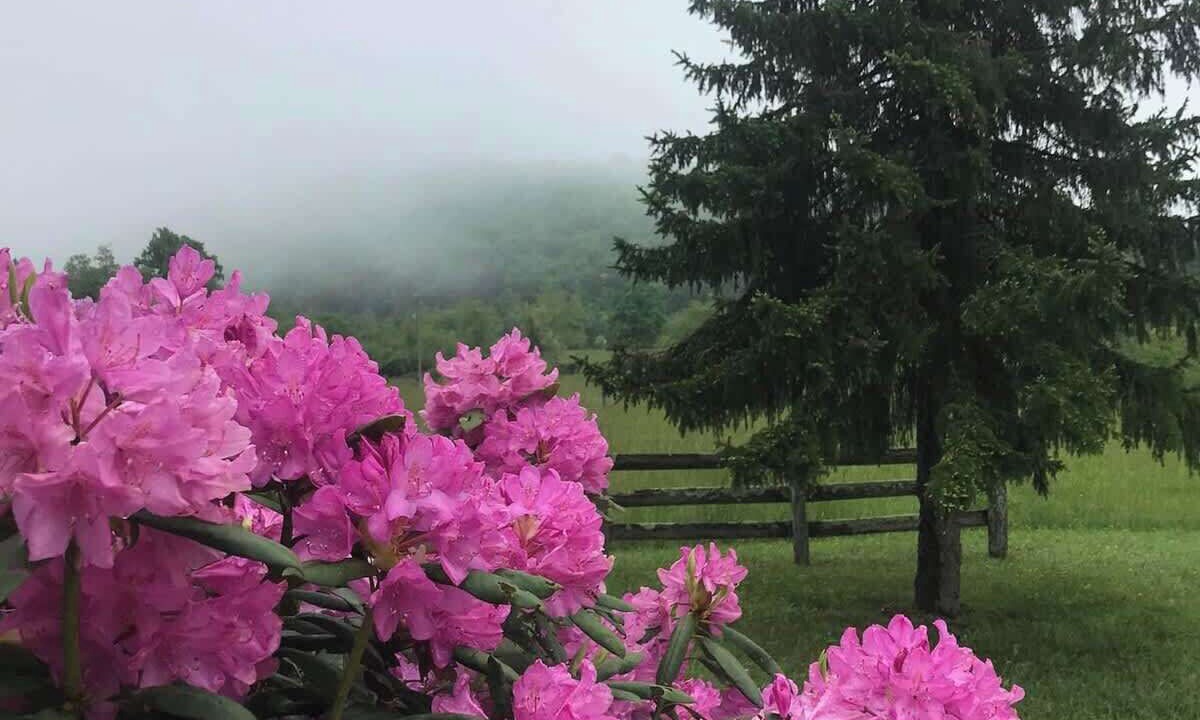 Photo of Outdoor in Burks Fork