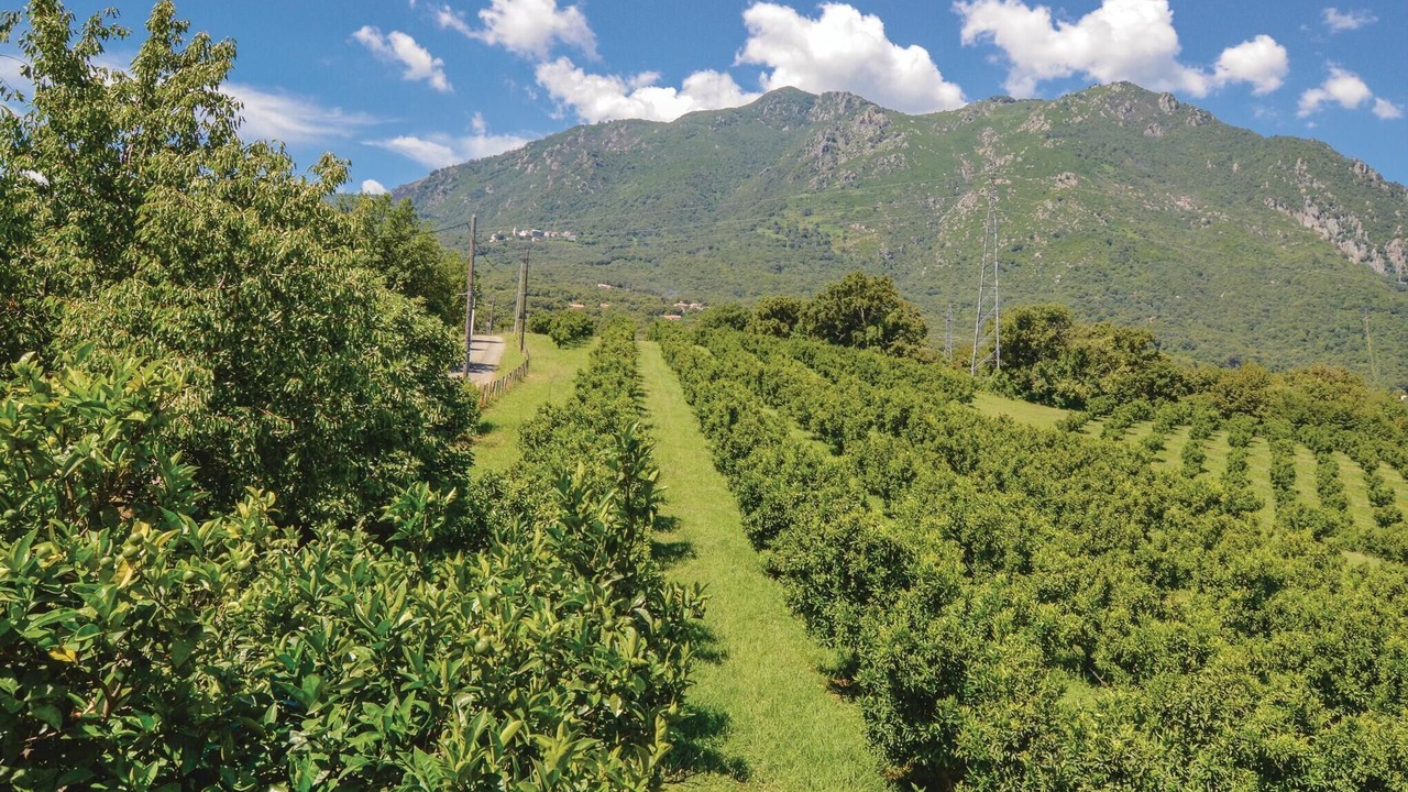 Photo of Others in Santa-Maria-Poggio