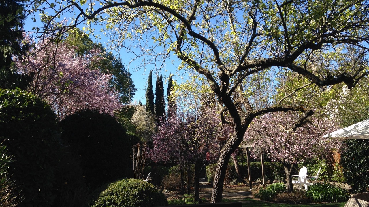 Photo of Others in St. Helena