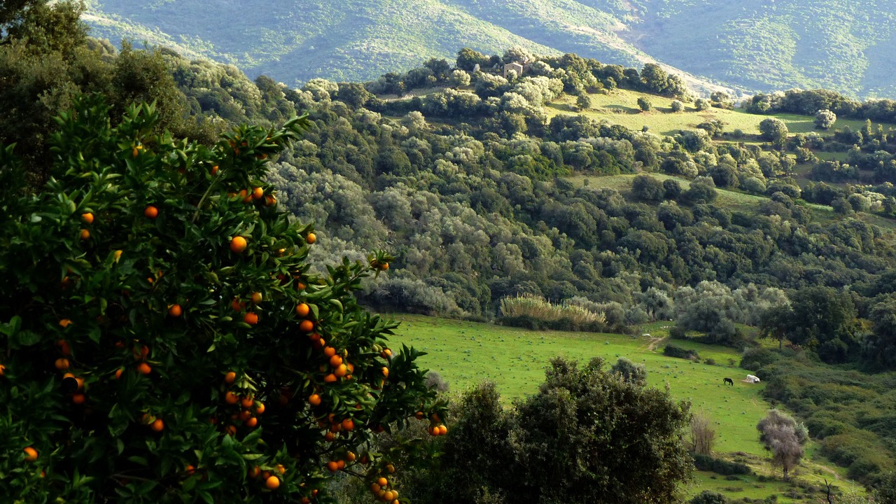 Photo of Outdoor in Cargese