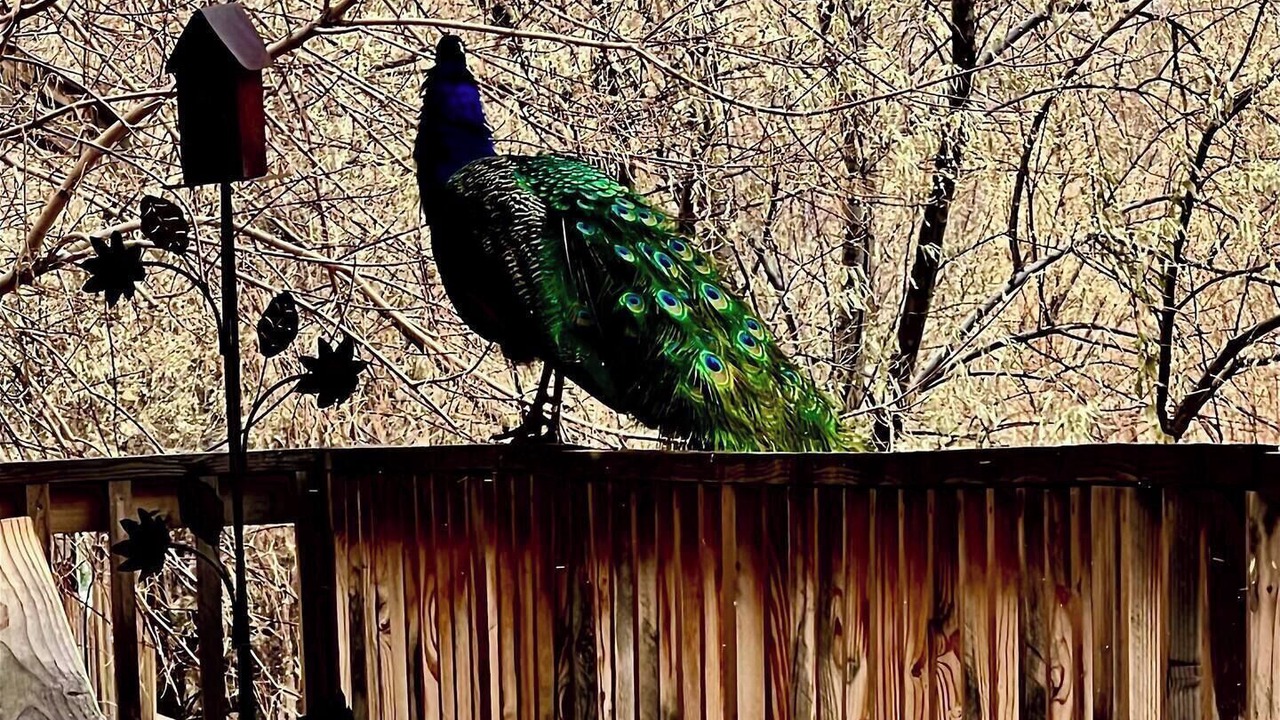 Photo of Outdoor in Sevier