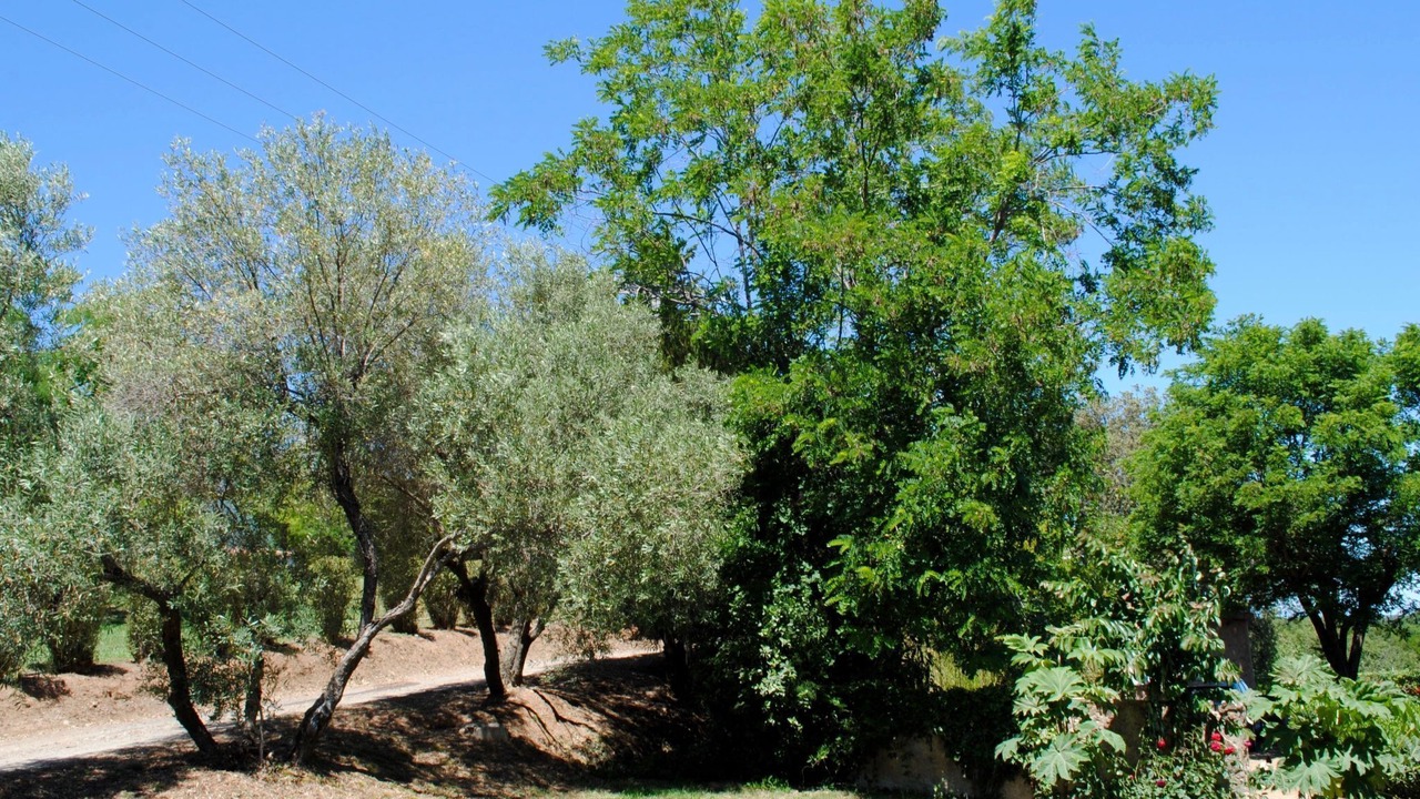 Photo of Others in Cervione