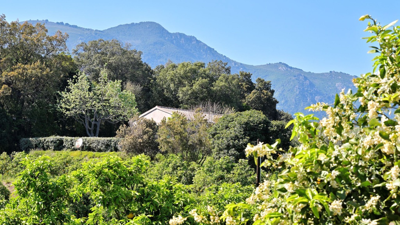 Photo of Others in Cervione