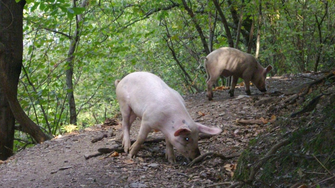 Photo of Others in San-Giovanni-di-Moriani