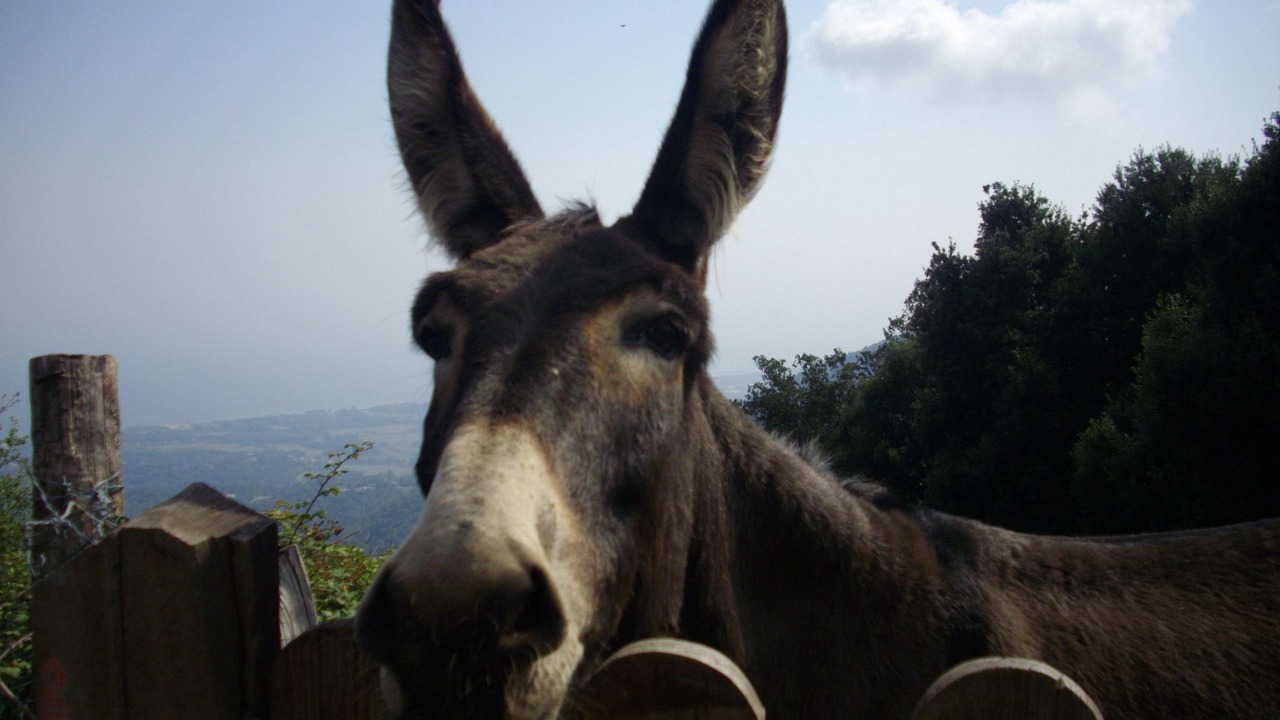 Photo of Others in San-Giovanni-di-Moriani
