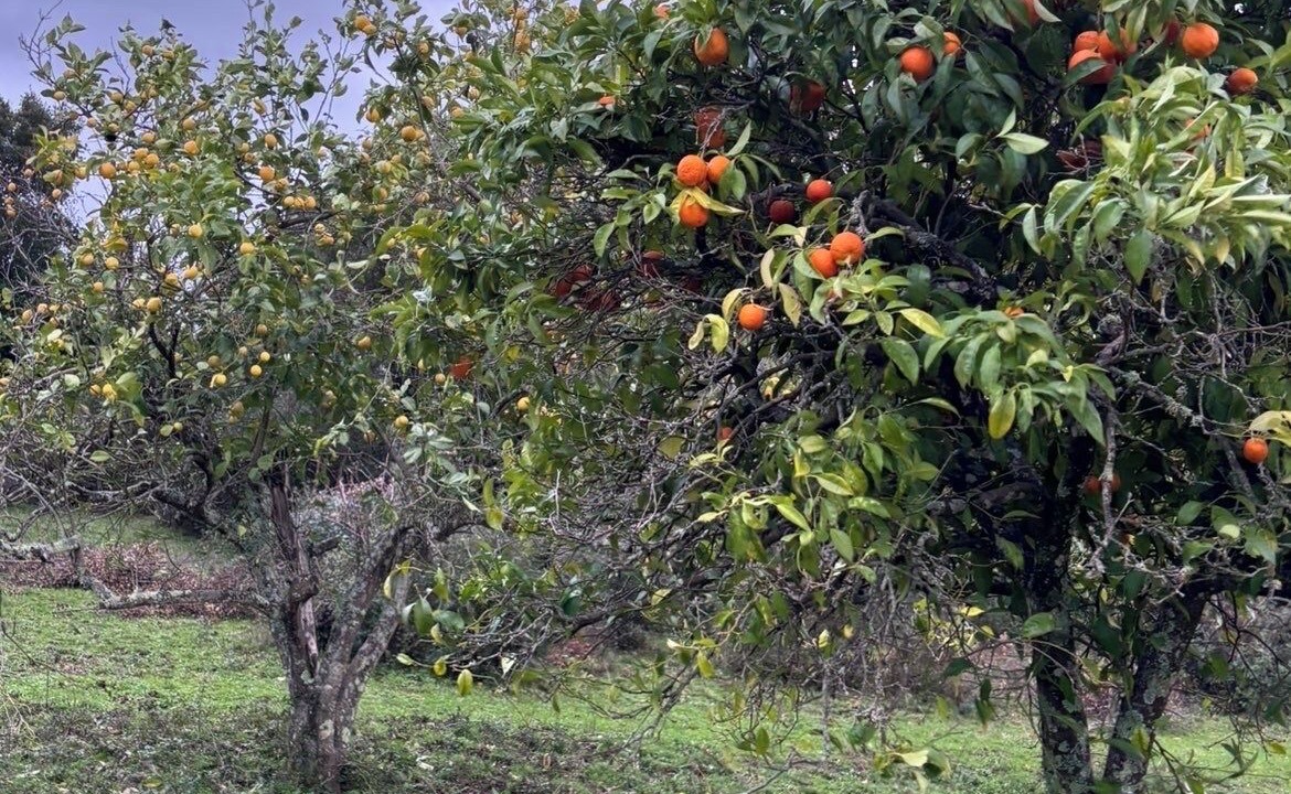 Photo of Others in Cauro