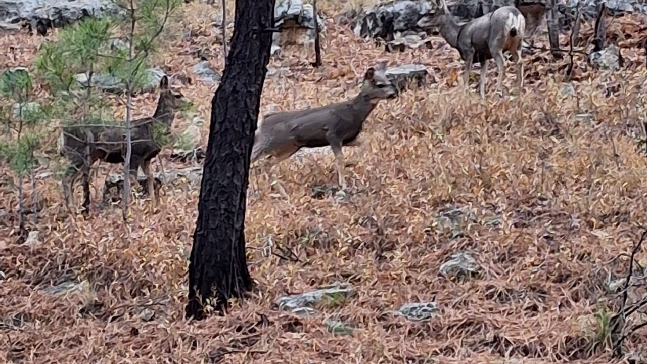 Photo of Others in Kachina Village