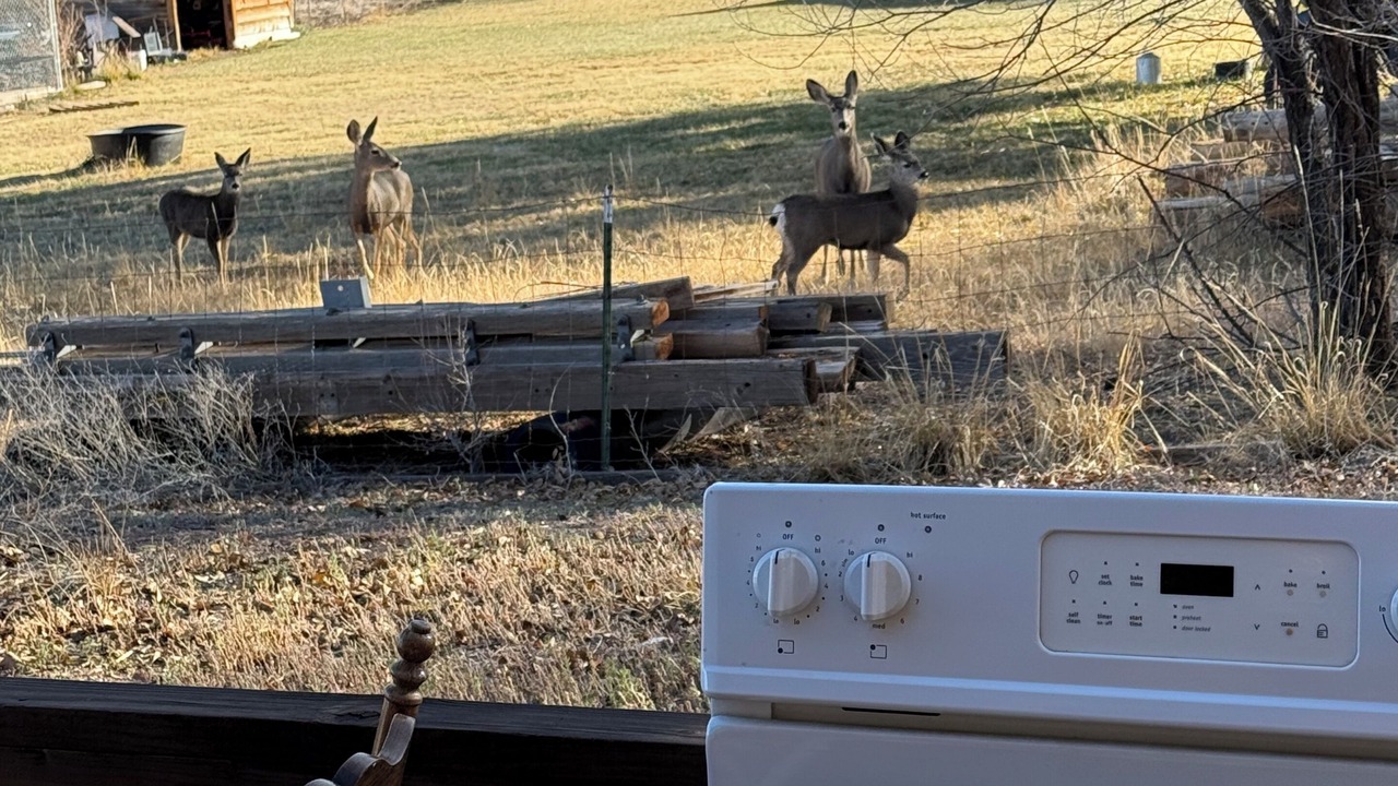 Photo of Outdoor in Springerville
