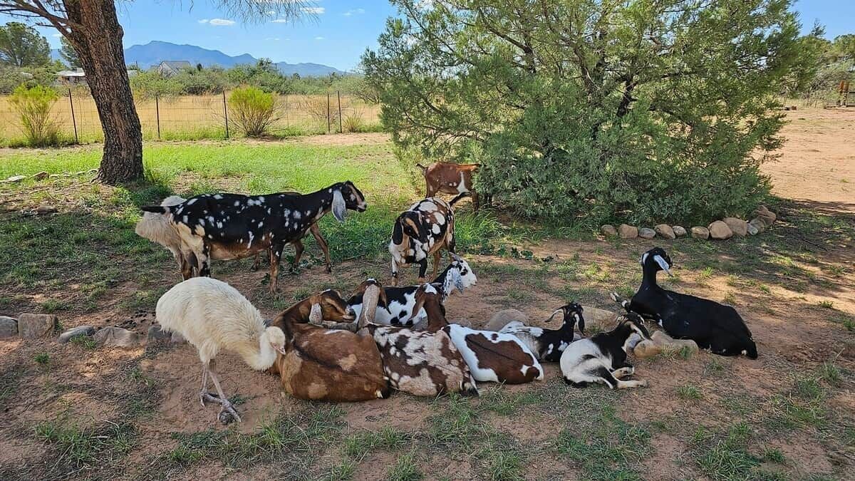 Photo of Outdoor in Sierra Vista Southeast