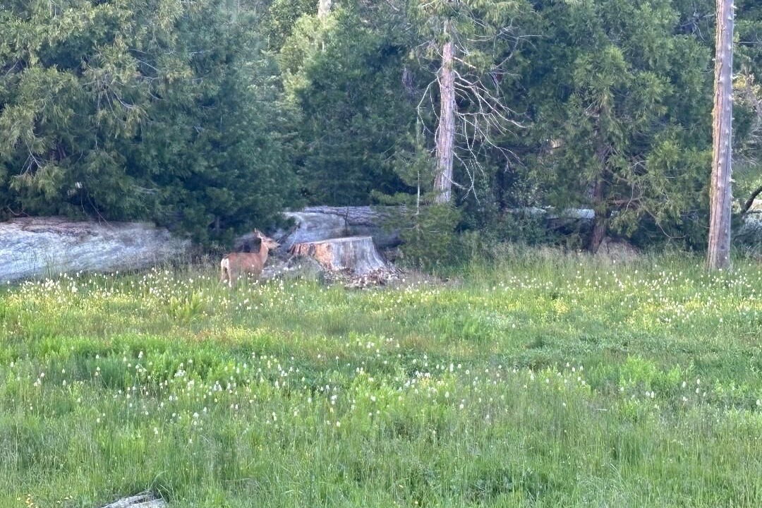 Photo of Others in Shaver Lake