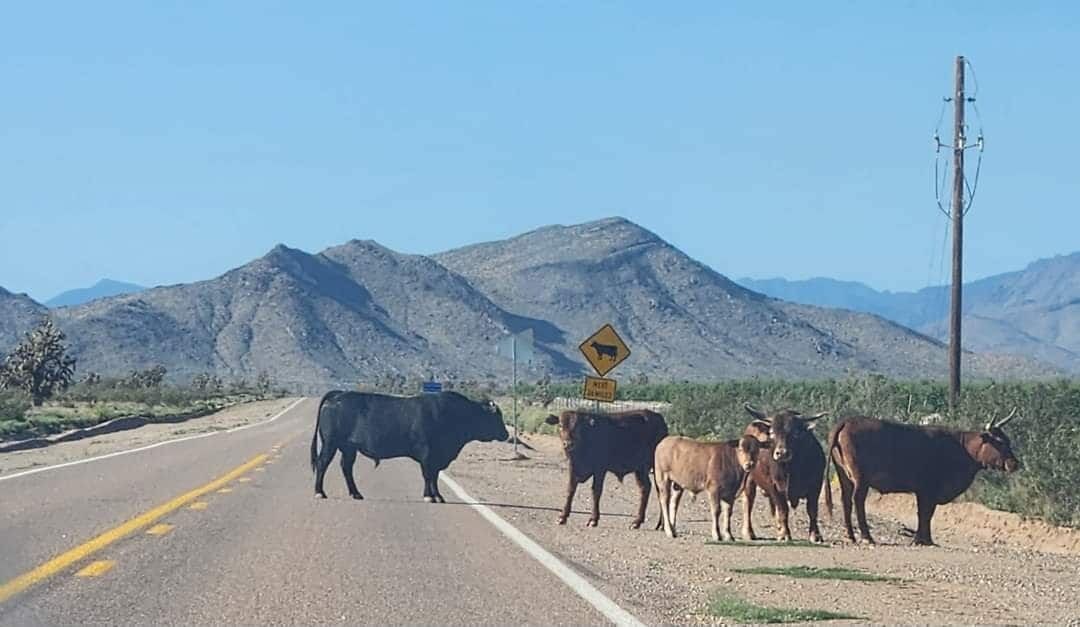 Photo of Others in Meadview