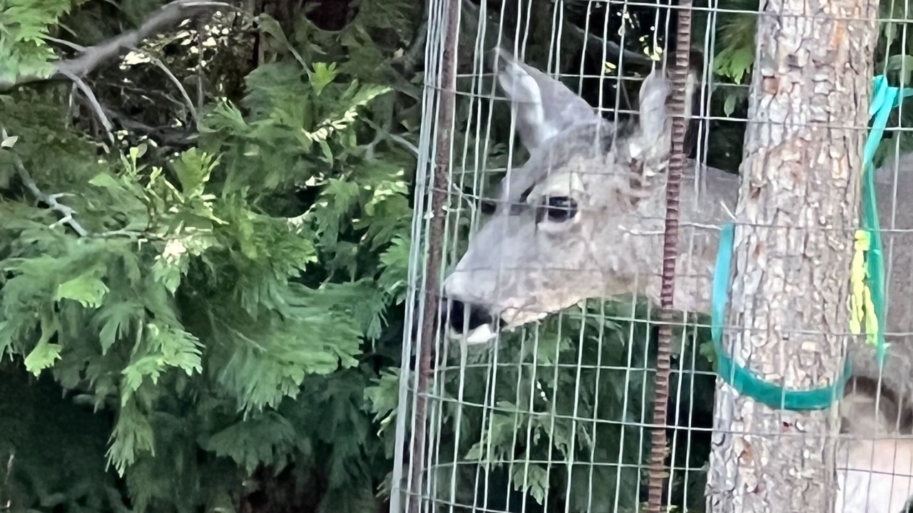 Photo of Others in Oakhurst