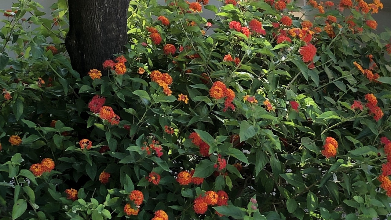 Photo of Outdoor in Eccica-Suarella