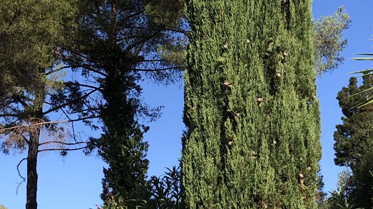 Photo of Outdoor in Eccica-Suarella