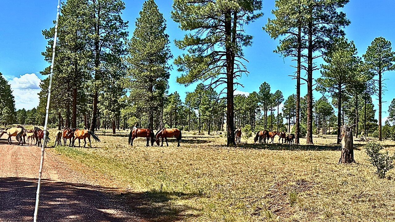 Photo of Others in Heber