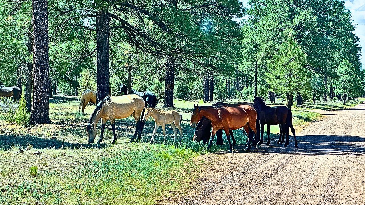 Photo of Others in Heber