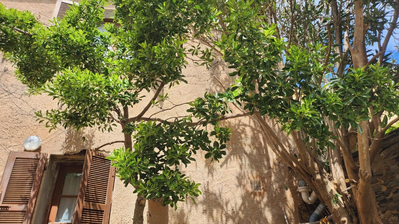 Photo of Outdoor in Rogliano