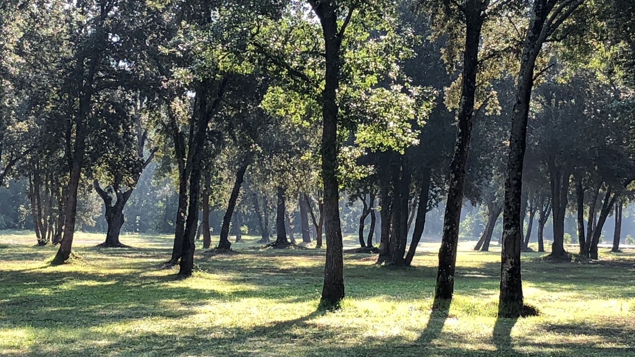 Photo of Others in Poggio-di-Venaco