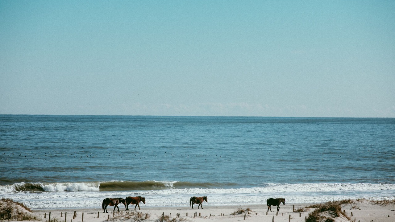 Photo of Others in Carova Beach