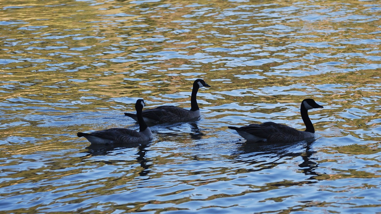 Photo of Others in Bass Lake
