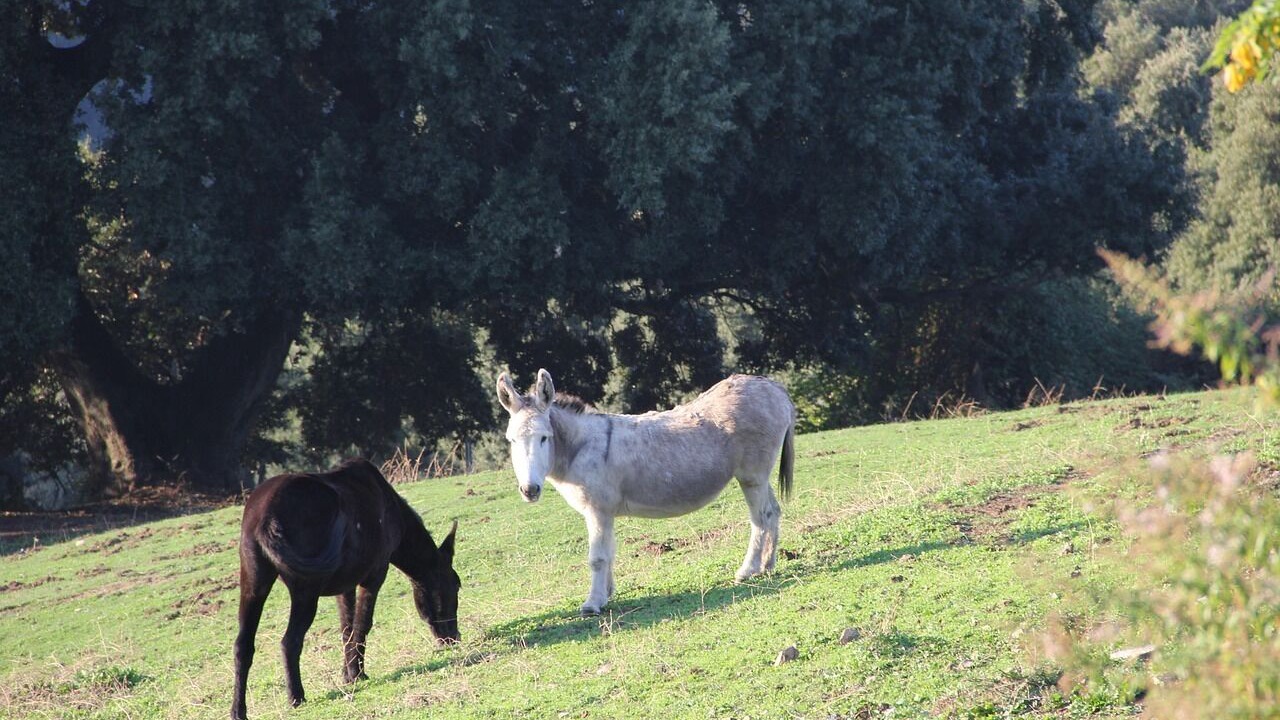 Photo of Others in Santa-Maria-Figaniella