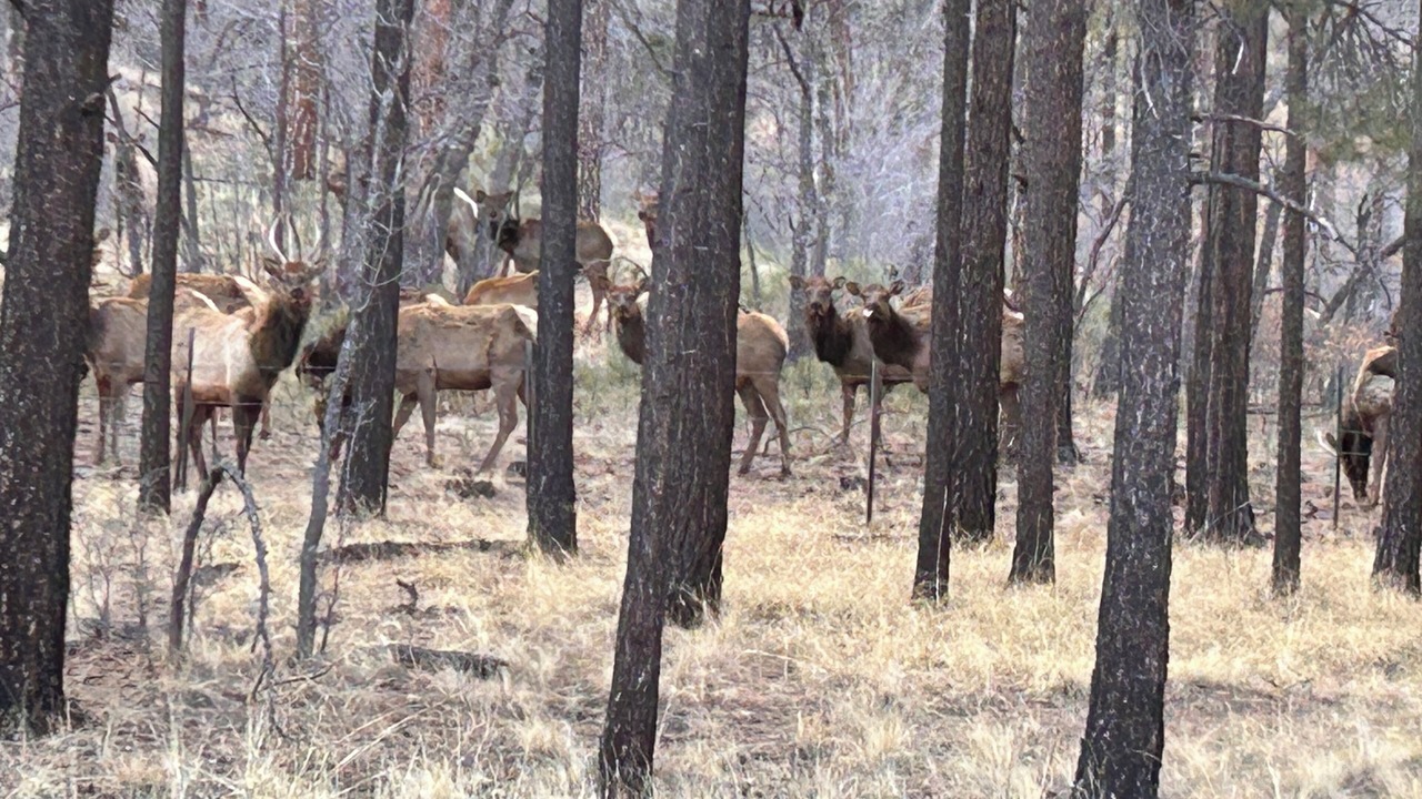 Photo of Others in Eagar