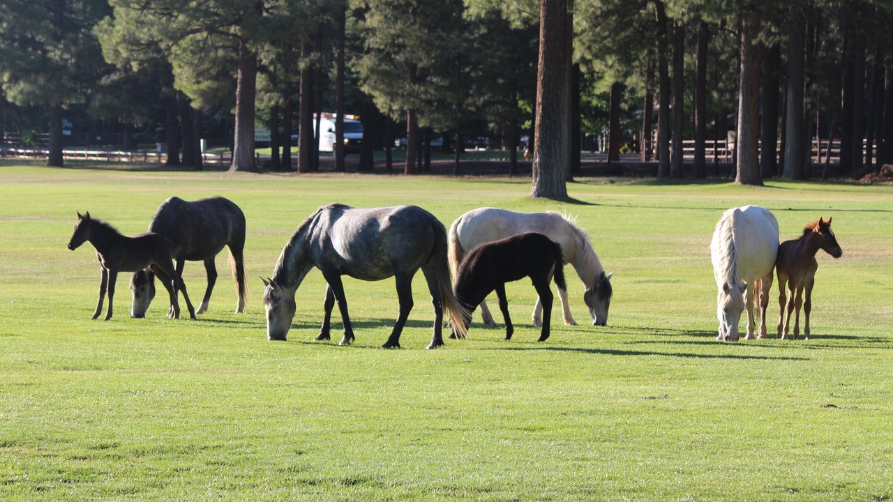 Photo of Others in Pinetop
