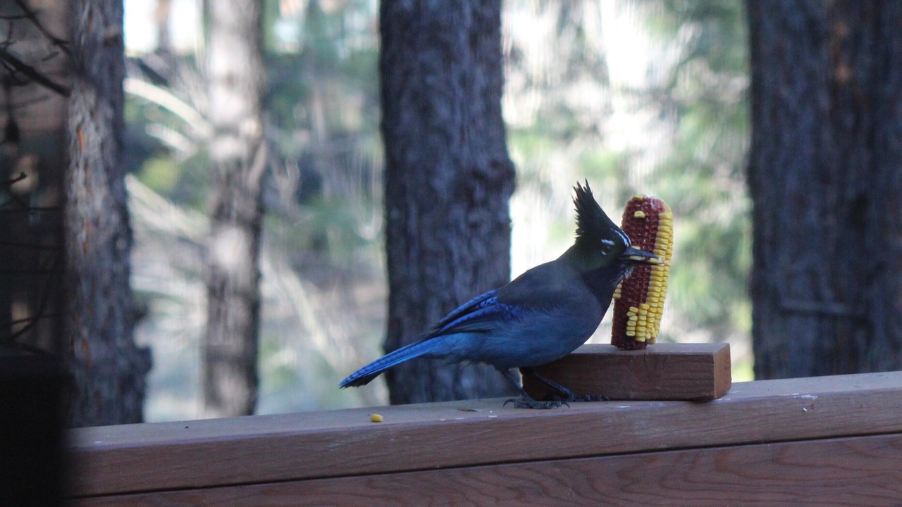 Photo of Others in Pinetop