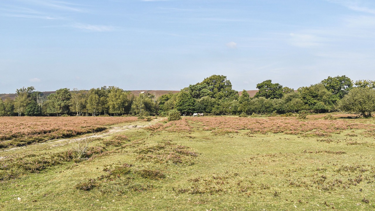 Photo of Others in New Forest District