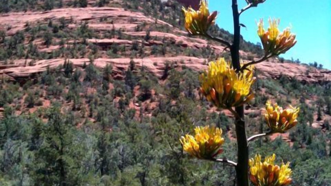 Photo of Others in Cottonwood