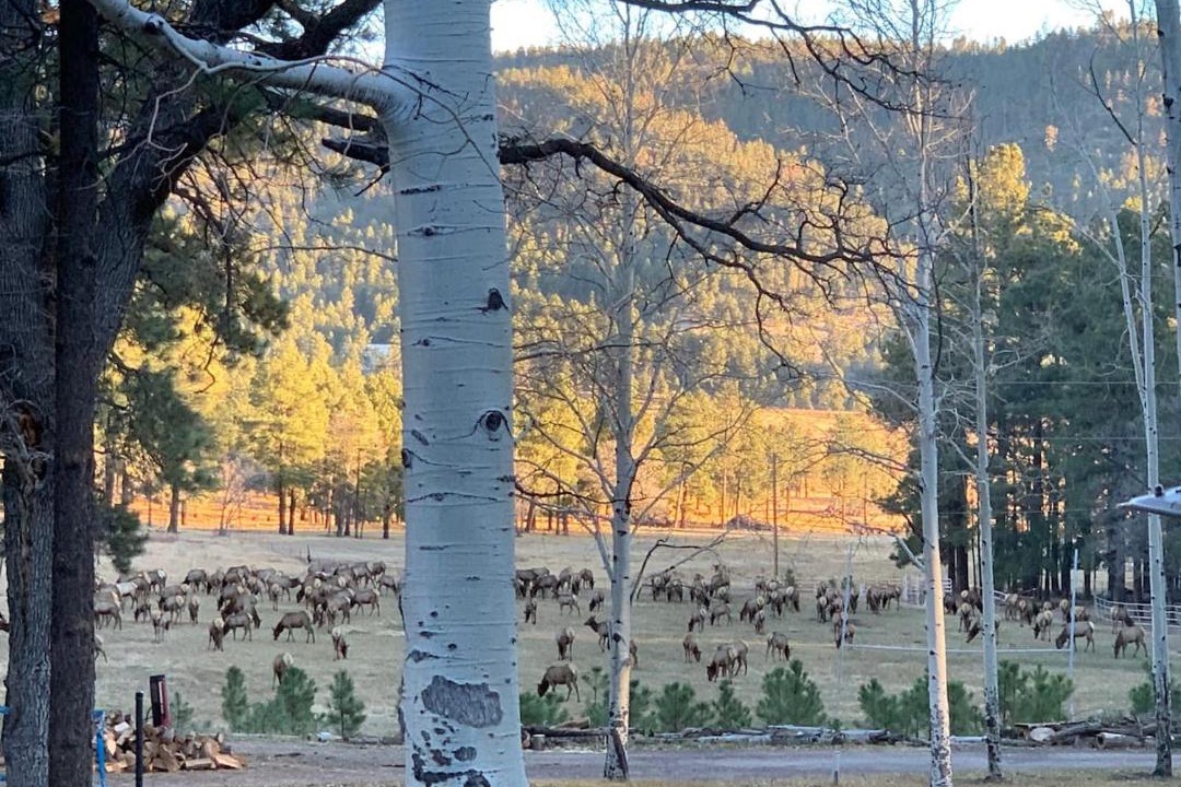 Photo of Others in Alpine