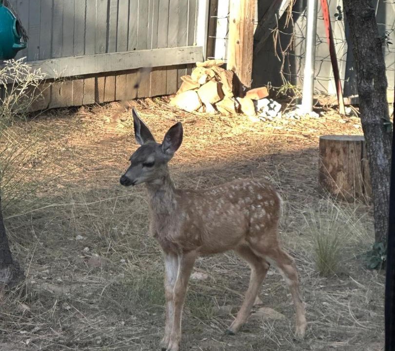 Photo of Others in Ponderosa Park