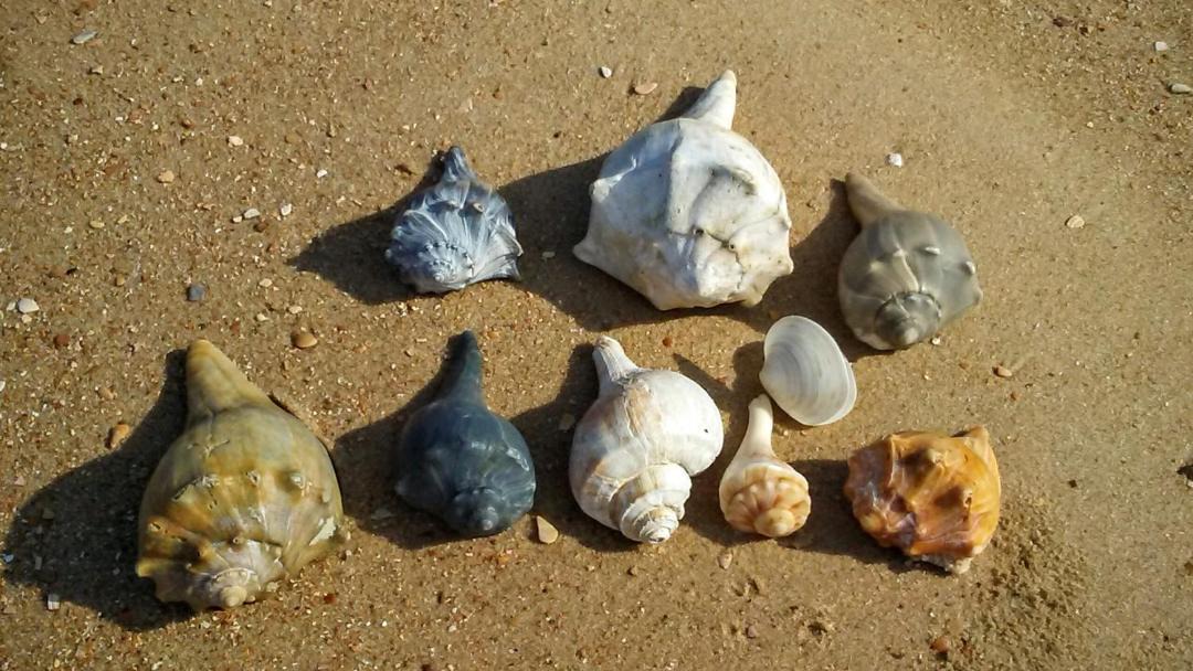 Photo of Others in Atlantic Beach